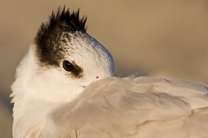Brandseeschwalbe Sterna sandvicensis Sandwich Tern